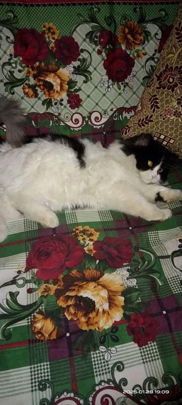 Persian cat black and white pair…double cout. . 4