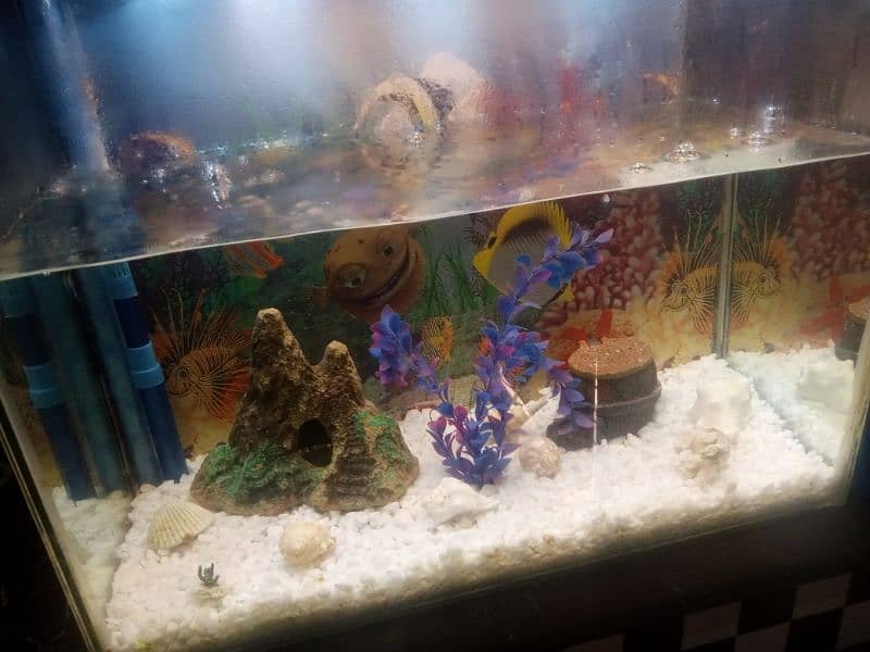 fish aquarium 0