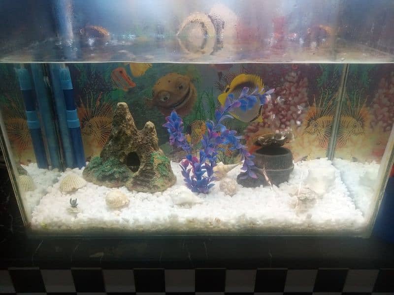 fish aquarium 1