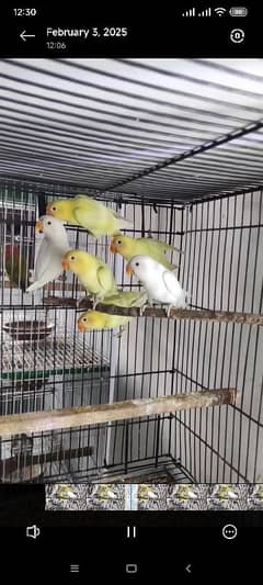 Albino, cremino, decino, possible split pale fellow Lovebirds for sale