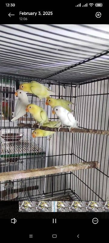 Albino, cremino, decino, possible split pale fellow Lovebirds for sale 0