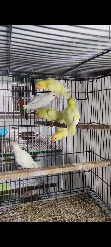 Albino, cremino, decino, possible split pale fellow Lovebirds for sale 1