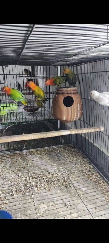 Albino, cremino, decino, possible split pale fellow Lovebirds for sale 2