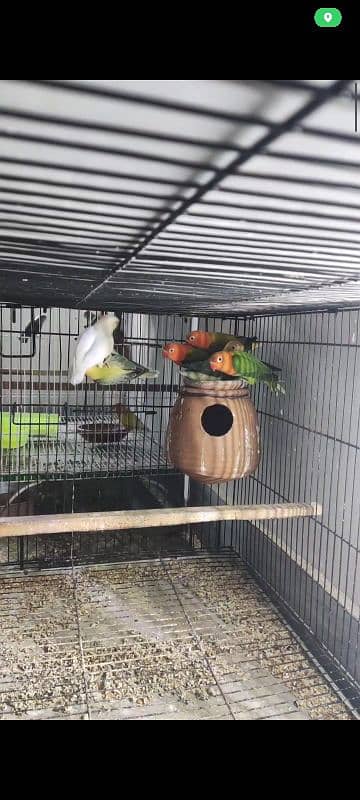 Albino, cremino, decino, possible split pale fellow Lovebirds for sale 3