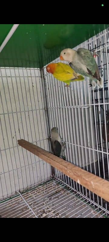 Albino, cremino, decino, possible split pale fellow Lovebirds for sale 4