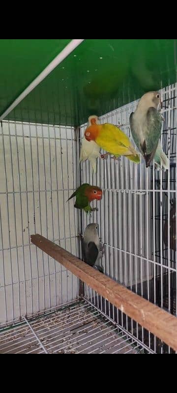 Albino, cremino, decino, possible split pale fellow Lovebirds for sale 5