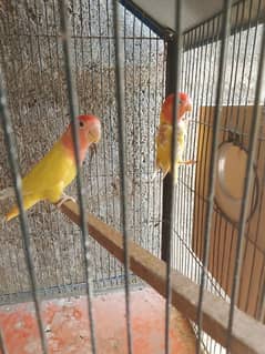 red hod opline breeder pair with eggs