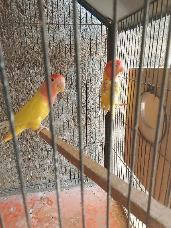 red hod opline breeder pair with eggs 0