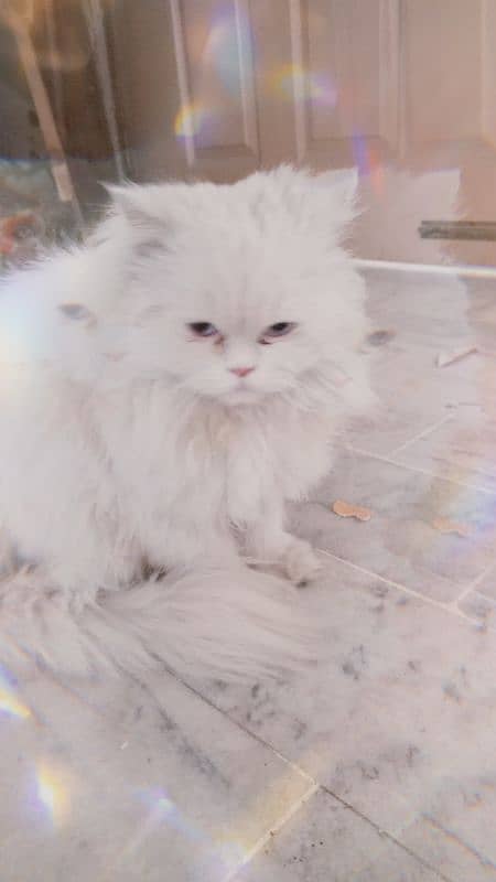 Beautiful White colour cat 2