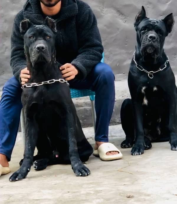 cane corso  alabai 03234696626 0