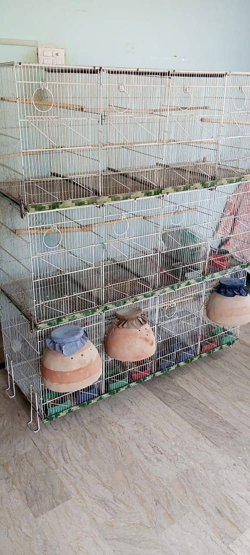 Large Foldable Bird Cage with Lutino Pairs, Eggs & Chicks 4