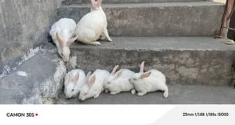 6 rabbits including 2 breeder parents and 4 baby rabbits of 3 months