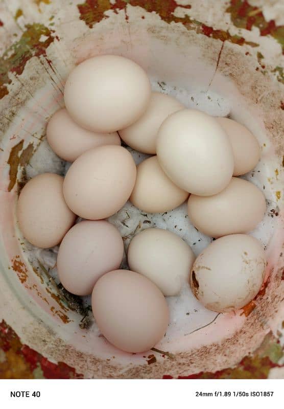 fertile eggs 0