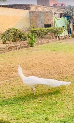 White Male Breeder Peacock For Sale