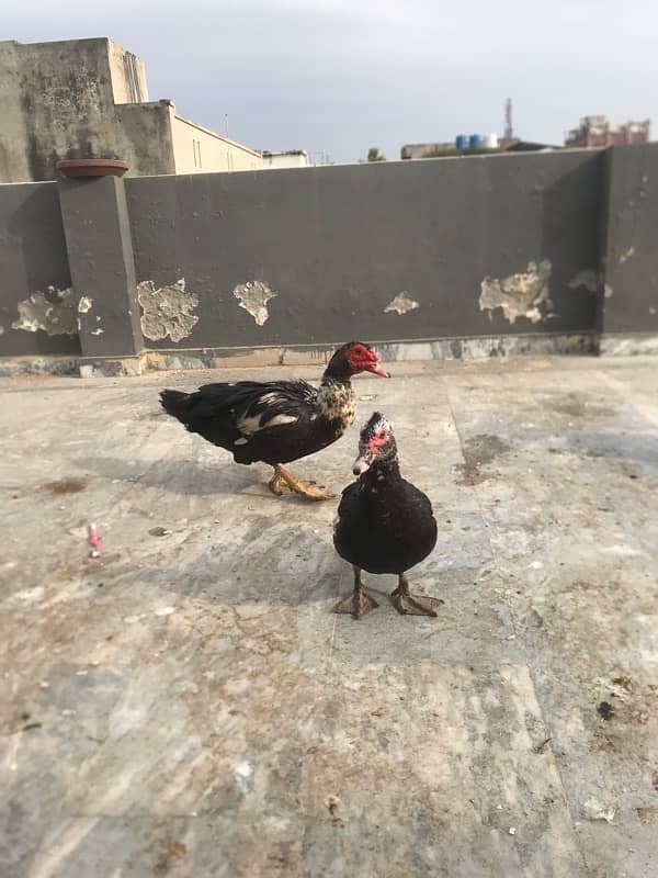 muscovy breeder pair 0