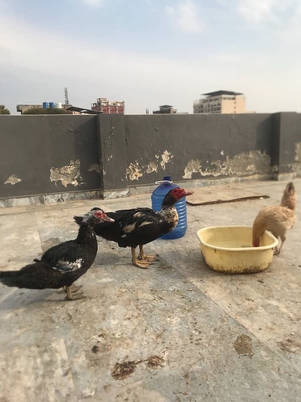 muscovy breeder pair 1