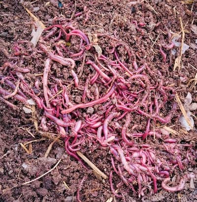 Red Wigglers
