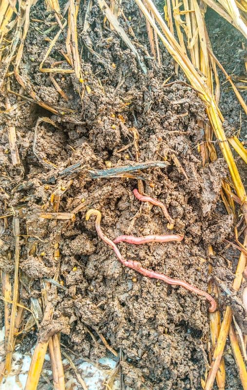 Red Wigglers 1