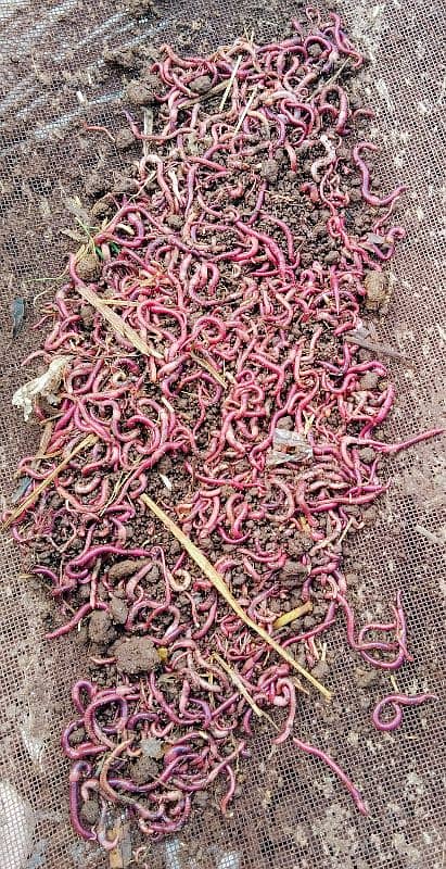 Red Wigglers 3
