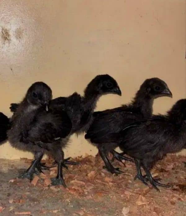 Mushka & Lakha Aseel. Ayam Cemani Chicks Available 3