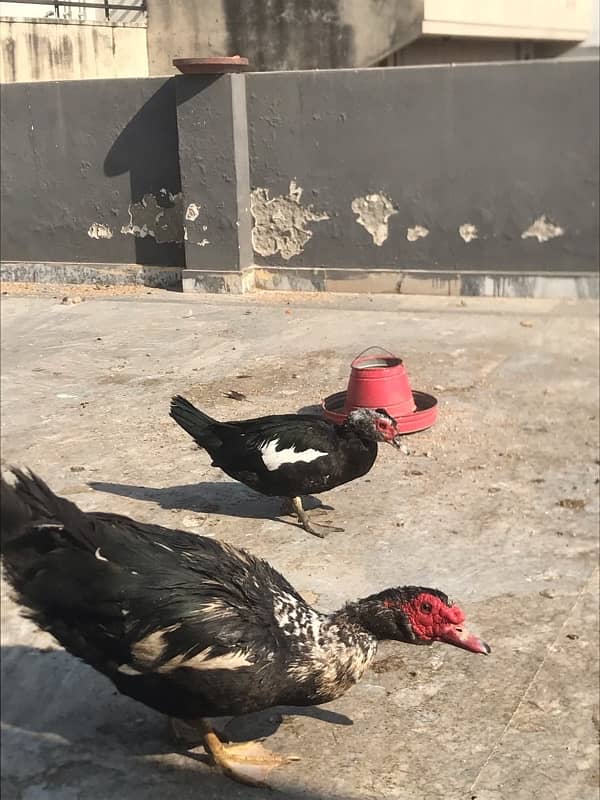 muscovy breeder pair 2