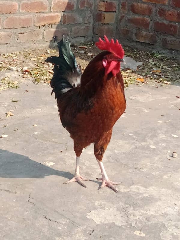 desi hen pair egg lying sale 0