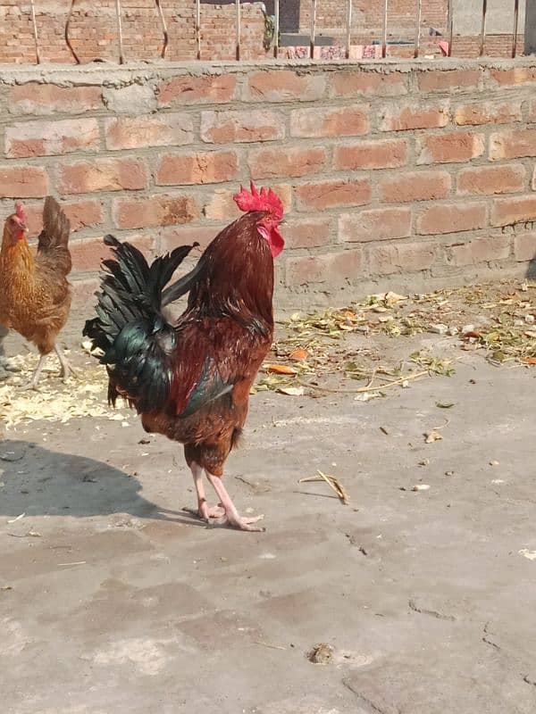 desi hen pair egg lying sale 1