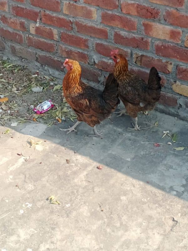 desi hen pair egg lying sale 2