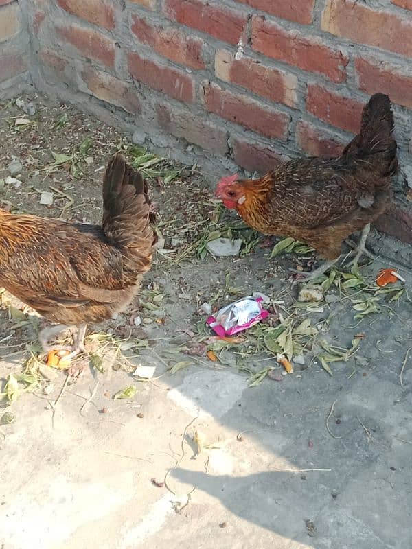 desi hen pair egg lying sale 3