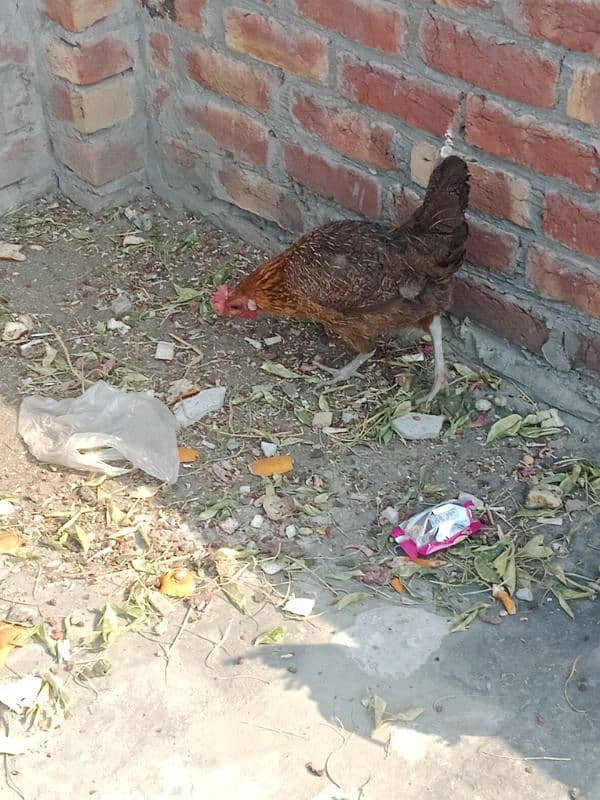 desi hen pair egg lying sale 4