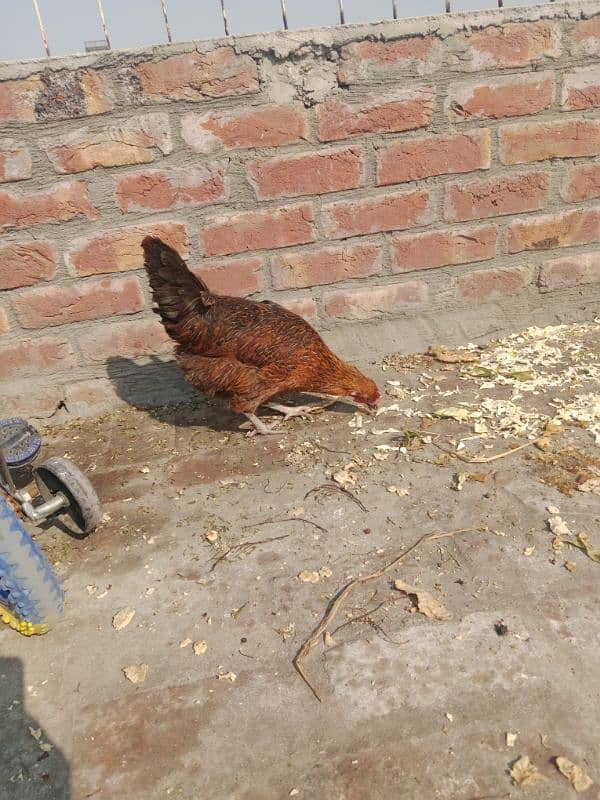 desi hen pair egg lying sale 5