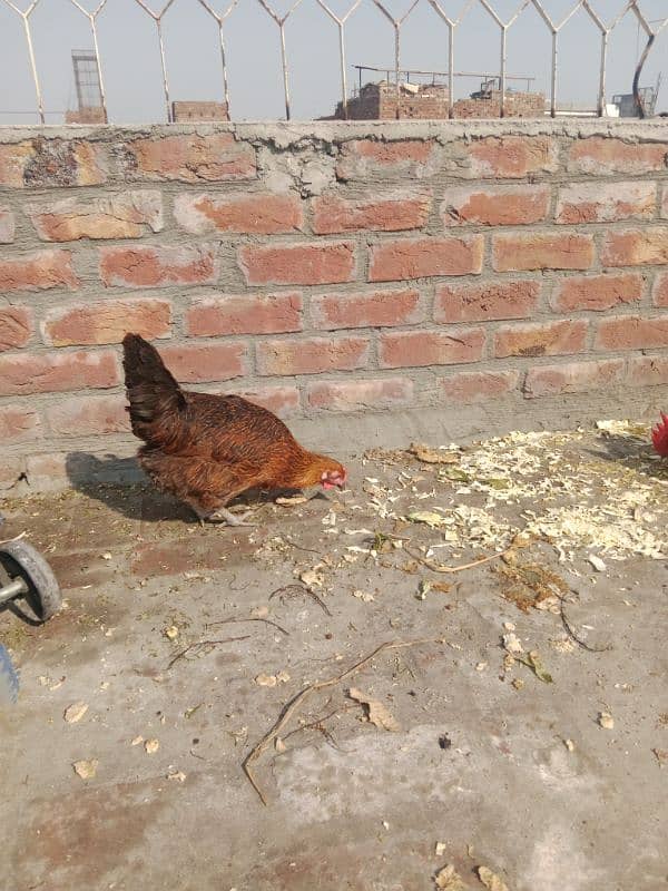 desi hen pair egg lying sale 6