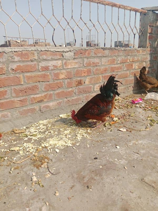 desi hen pair egg lying sale 7