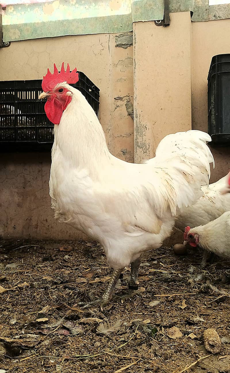 Australorp heritage chicks | Blue Australorp | White Australorp | eggs 4