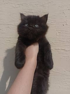 Black Persian Kitten for Sale