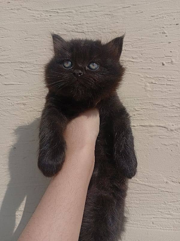 Black Persian Kitten for Sale 0