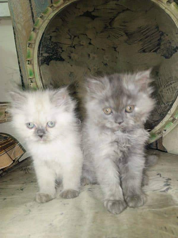 Persian kittens 7