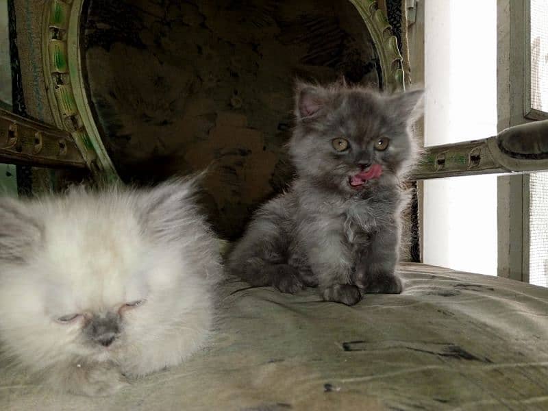 Persian kittens 8