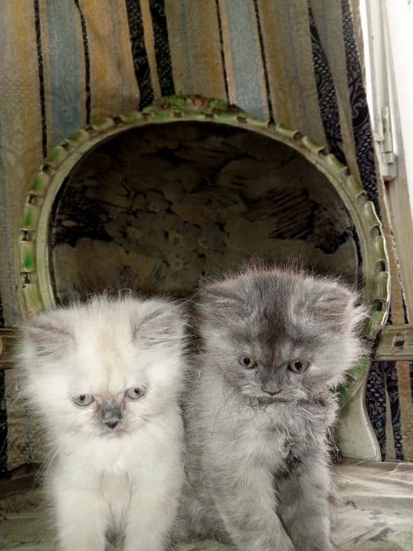 Persian kittens 9