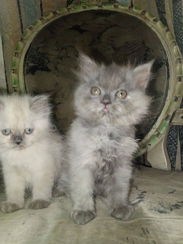 Persian kittens 10