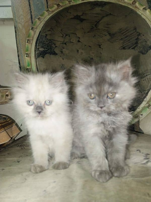 Persian kittens 11