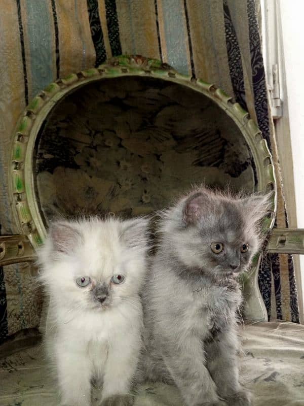 Persian kittens 12