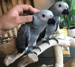 African Grey parrot for sale O3O4_O79_O4_37 my WhatsApp