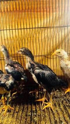 Ring bird shamo female chicks| black shamo chicks| o shamo chicks|