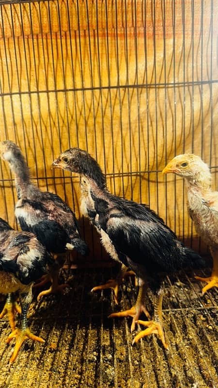 Ring bird aseel shamo female chicks| black shamo chicks|o shamo chicks 4