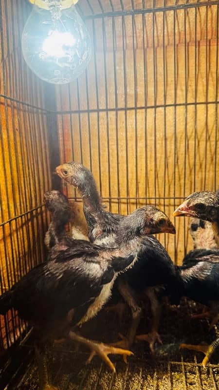 Ring bird aseel shamo female chicks| black shamo chicks|o shamo chicks 5