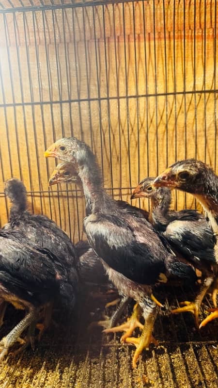 Ring bird aseel shamo female chicks| black shamo chicks|o shamo chicks 0