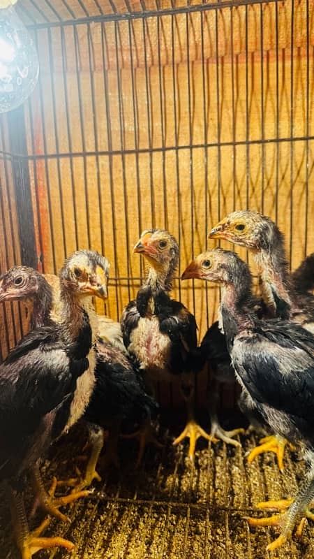 Ring bird aseel shamo female chicks| black shamo chicks|o shamo chicks 1