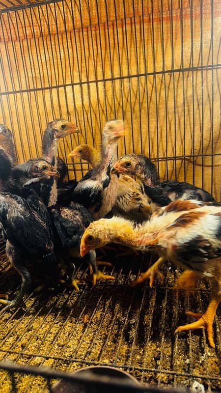 Ring bird aseel shamo female chicks| black shamo chicks|o shamo chicks 6