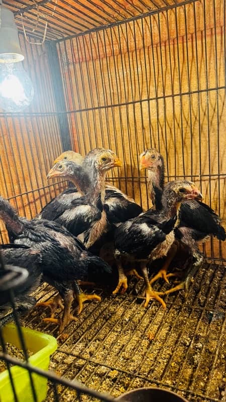 Ring bird aseel shamo female chicks| black shamo chicks|o shamo chicks 7